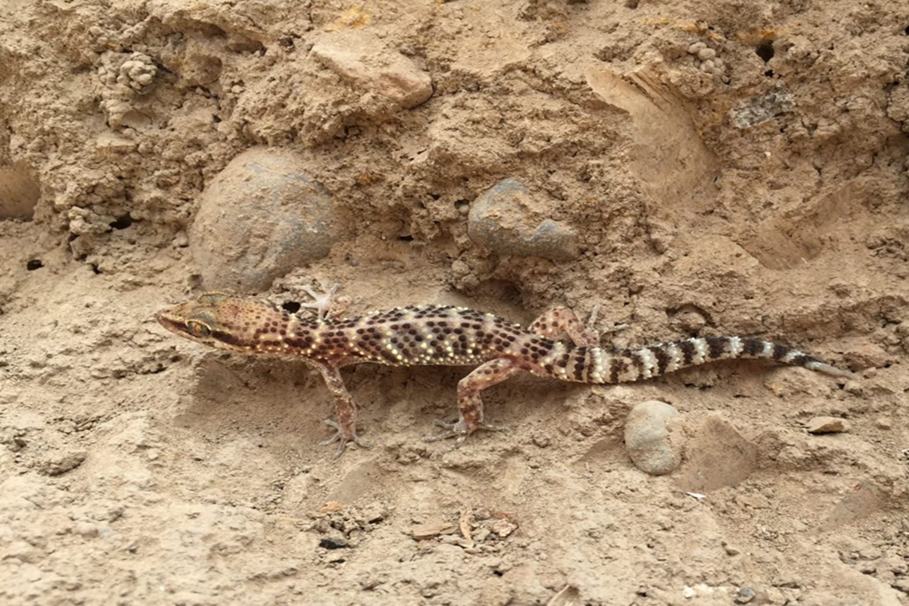 Parque de las Leyendas: descubre al gecko de Lima, el pequeño guardian de las huacas