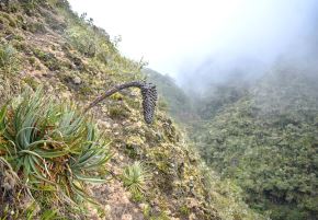 Científicos descubrieron una nueva especie de planta en el Parque Nacional del Manu. La especie fue bautizada con el nombre de Puya ukumari, en referencia al oso andino. ANDINA/Difusión