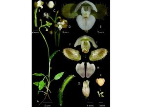 Una nueva especie de orquídea para la ciencia fue descubierta en el Parque Nacional Yanachaga Chemillén, área natural protegida ubicada en la región Pasco. ANDINA/Difusión
