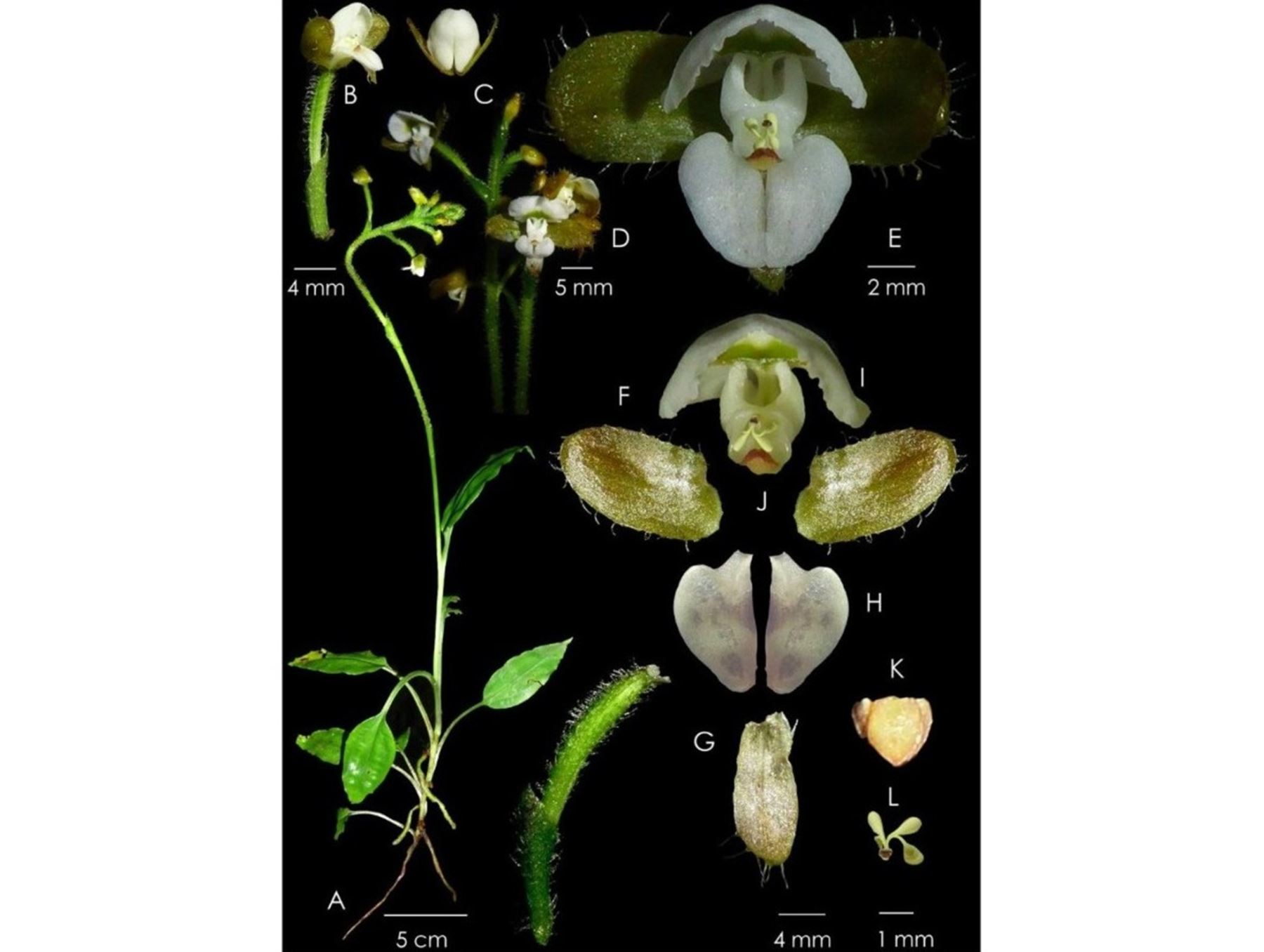 Hallazgo botánico en Pasco: descubren una nueva especie de orquídea en Yanachaga Chemillén