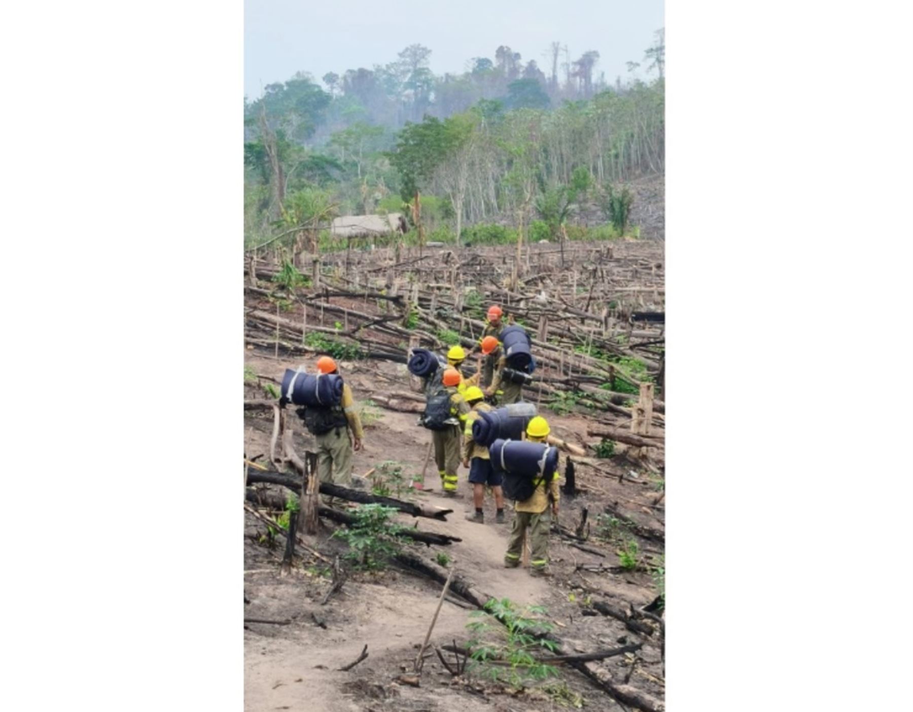 Incendio forestal en Junín: tras 19 días de intensa lucha extinguen siniestro en Río Tambo