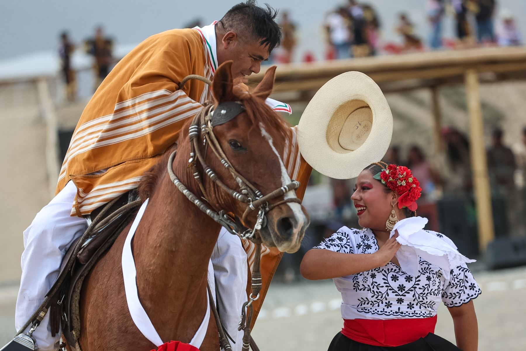 Una bailarina acompaña la exhibición de un caballo peruano de paso durante el festival Runa Raymi. Esta presentación de marinera tradicional destacó la relación entre la danza y la tradición ecuestre peruana, como parte de las celebraciones culturales desarrolladas en Caral. Foto: ANDINA/Luis Iparraguirre.