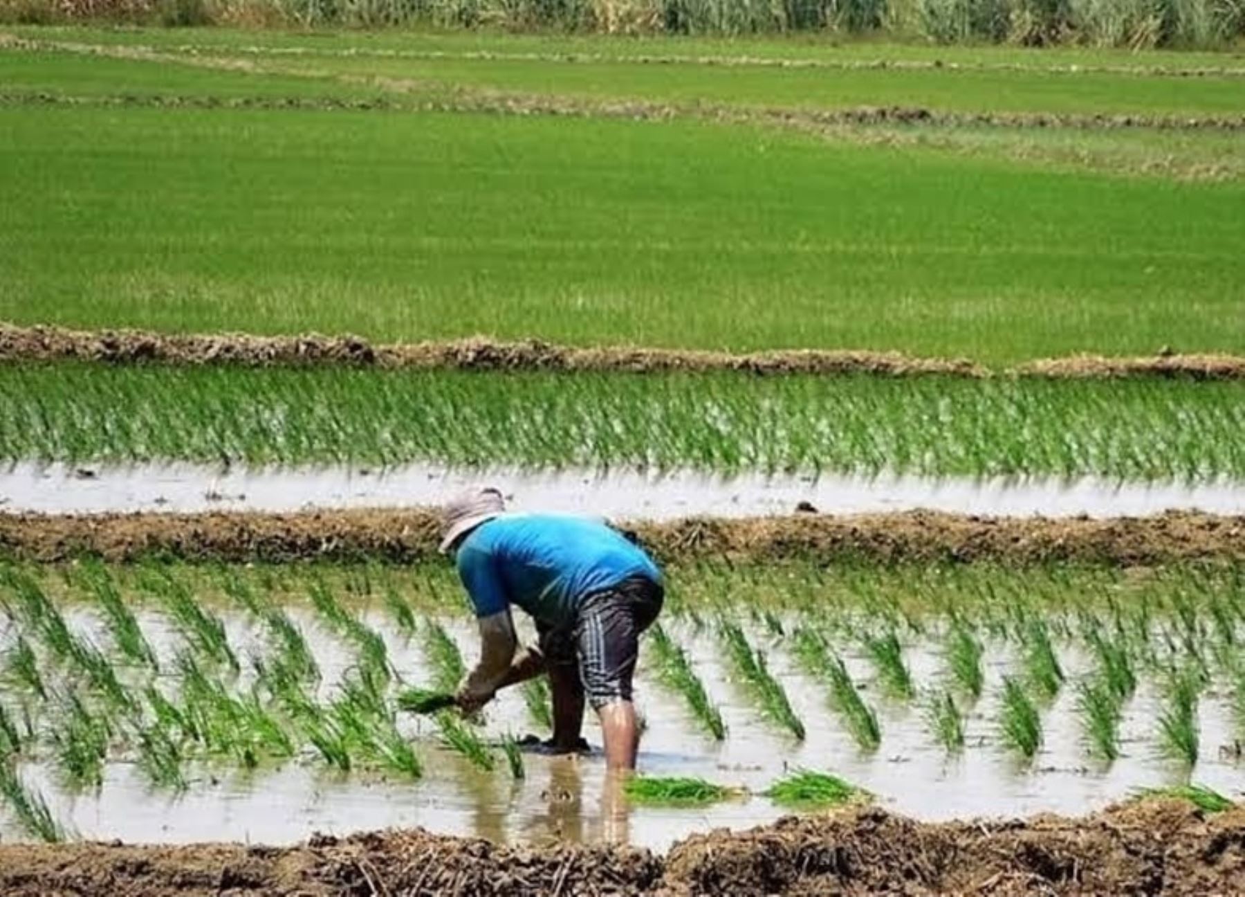 Fenómeno El Niño: 35,000 ha de mango y 3,000 de arroz están en riesgo en valle San Lorenzo