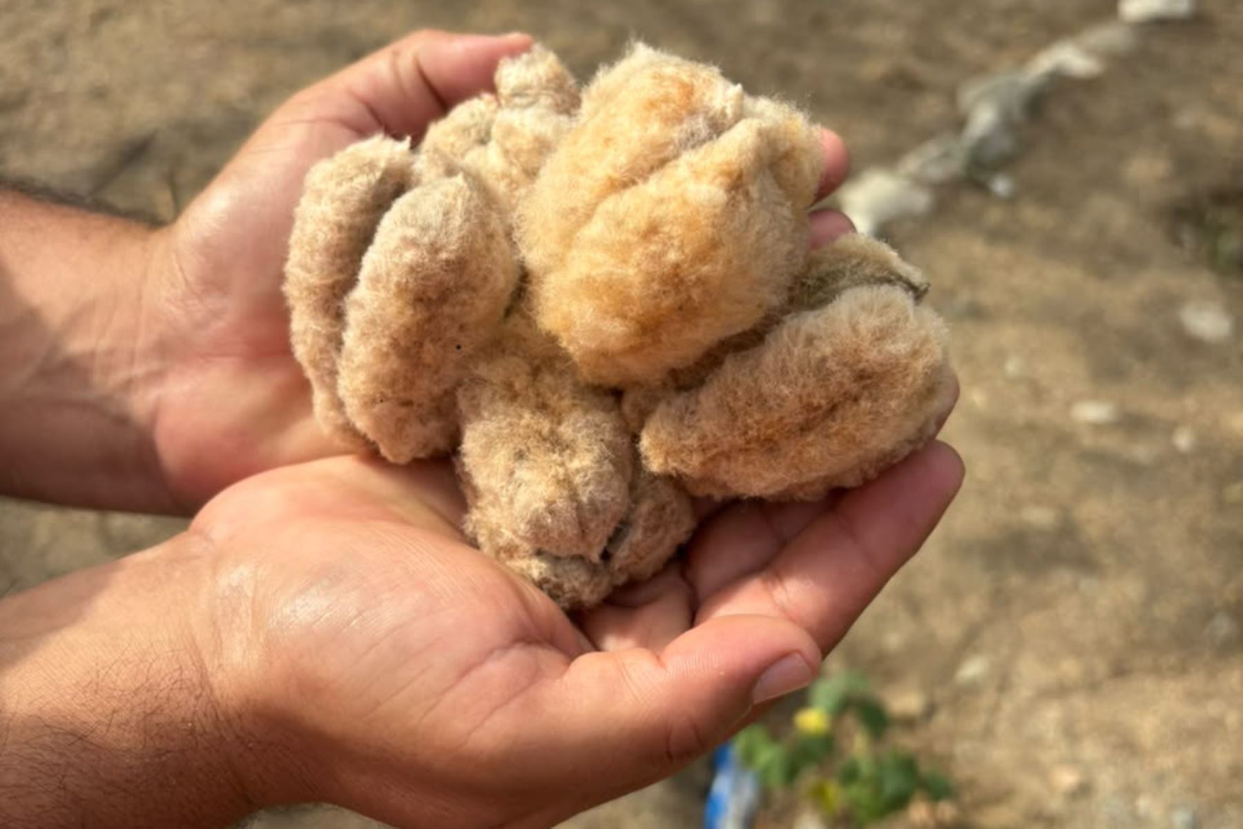 Promueven cultivo de algodón nativo en colegios para recuperar saberes ancestrales