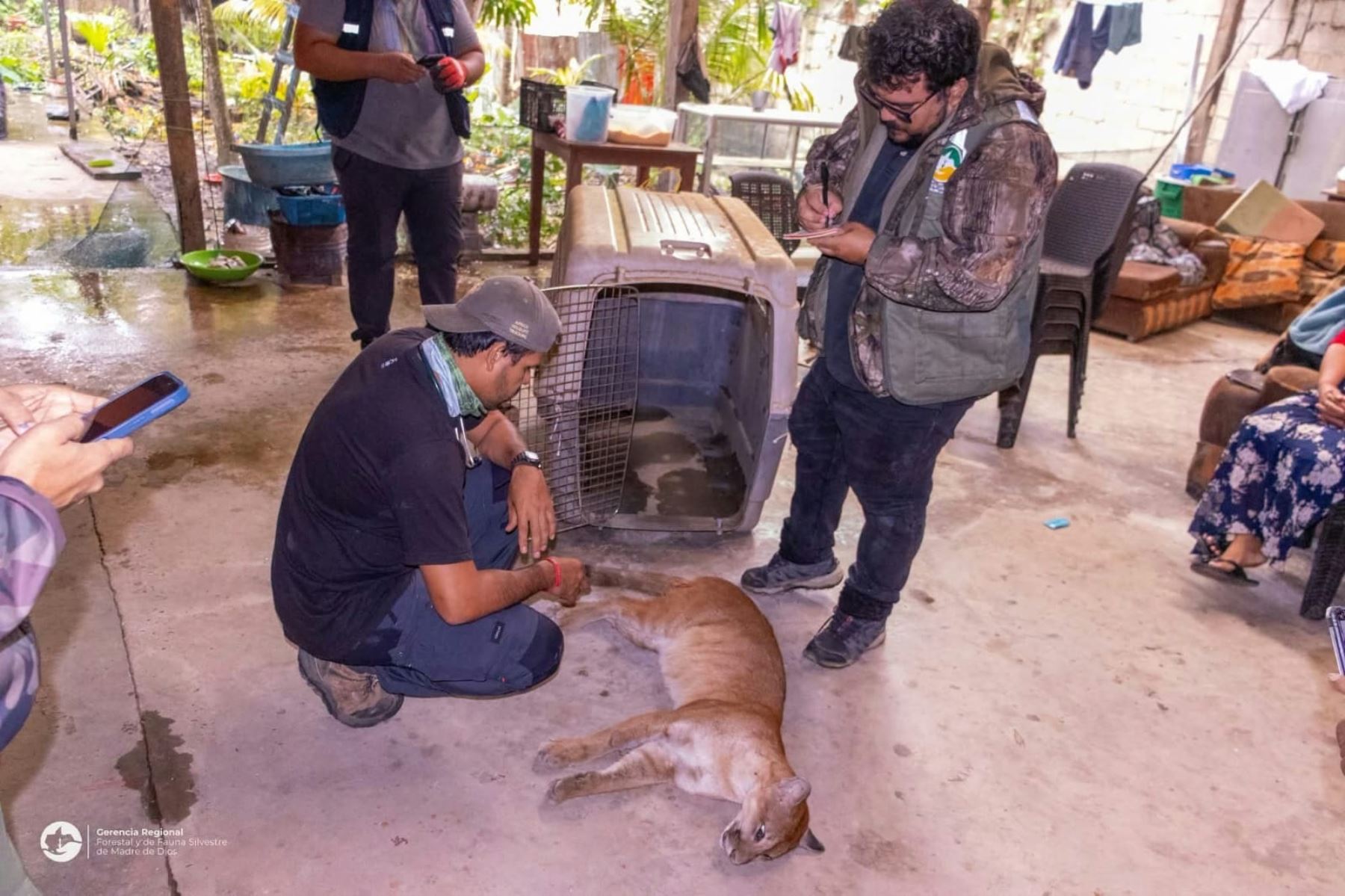 Madre de Dios: rescatan a un puma juvenil que ingresó a vivienda