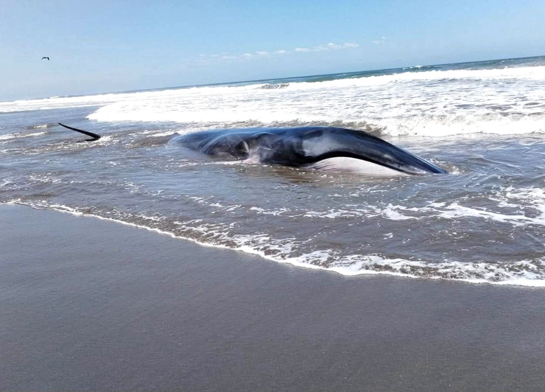 Arequipa: fallece ballena varada en Islay a pesar de los esfuerzos por devolverla al mar