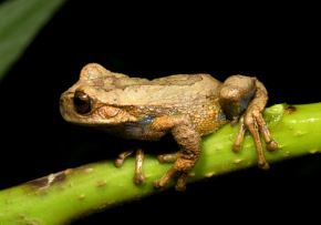 A diferencia de otras especies similares, la rana hallada en Huancavelica vive en la copa de los árboles, entre la densa vegetación del Área de Conservación Regional Bosque Nublado Amaru-Huachocolpa-Chihuana. ANDINA/Difusión