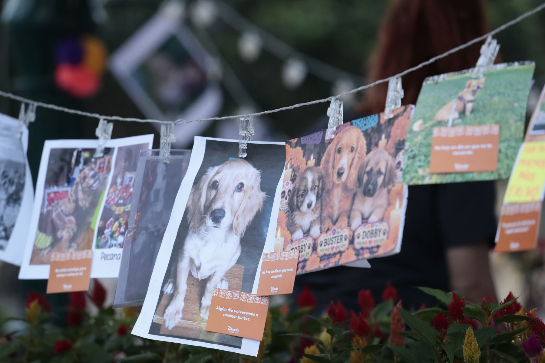 Desde la plaza de Armas de Surco, el viernes 30 de octubre de 2026 se realizó una ceremonia de homenaje póstumo a mascotas fallecidas en el distrito, en el marco de celebrarse el Día de las Mascotas Fallecidas. Vecinos acudieron a la pérgola de la plaza con fotos de sus mascotas, ramos de flores y velas. Foto: ANDINA/Daniel Bracamonte