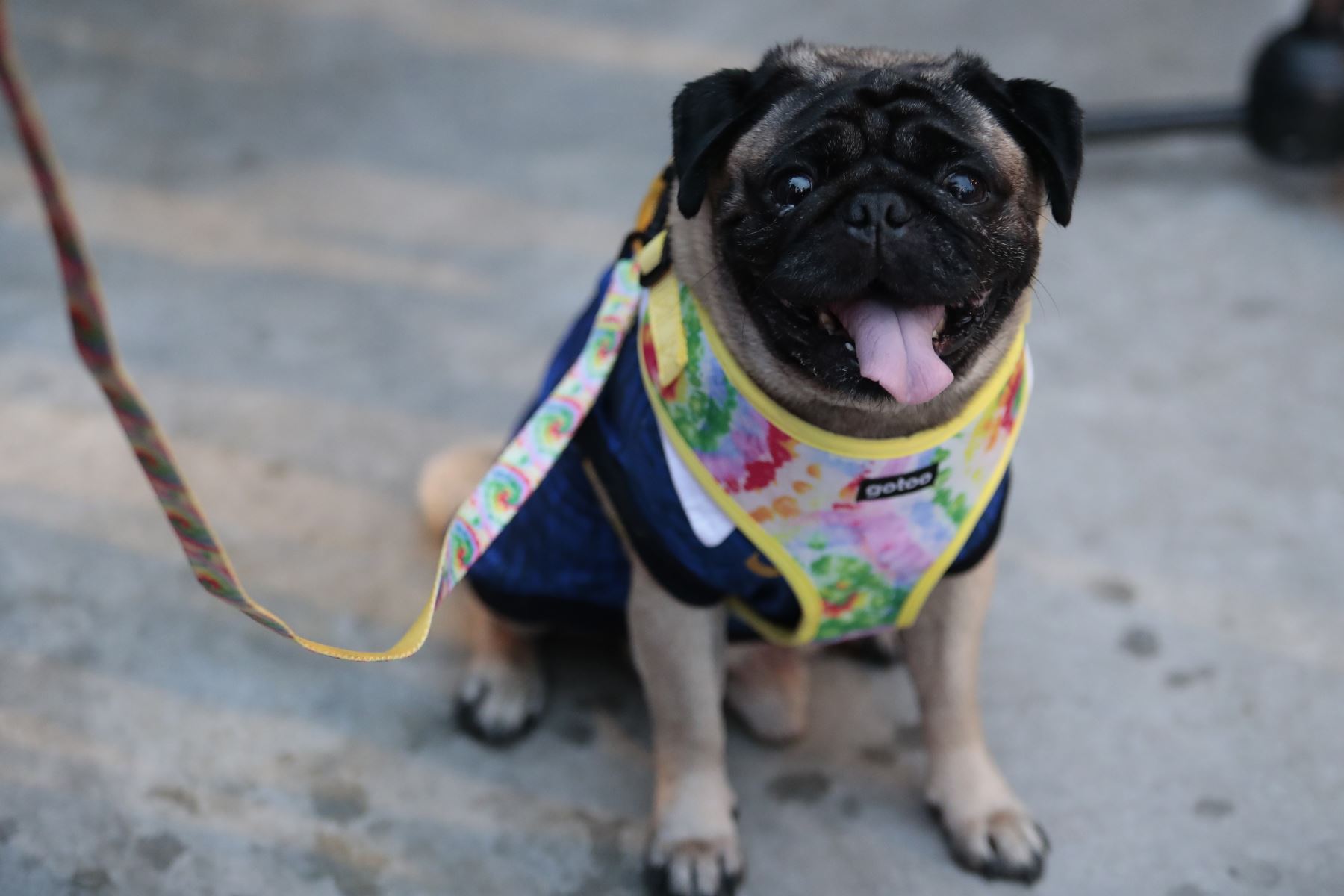 Desde la plaza de Armas de Surco, el viernes 30 de octubre de 2026 se realizó una ceremonia de homenaje póstumo a mascotas fallecidas en el distrito, en el marco de celebrarse el Día de las Mascotas Fallecidas. Vecinos acudieron a la pérgola de la plaza con fotos de sus mascotas, ramos de flores y velas. Foto: ANDINA/Daniel Bracamonte