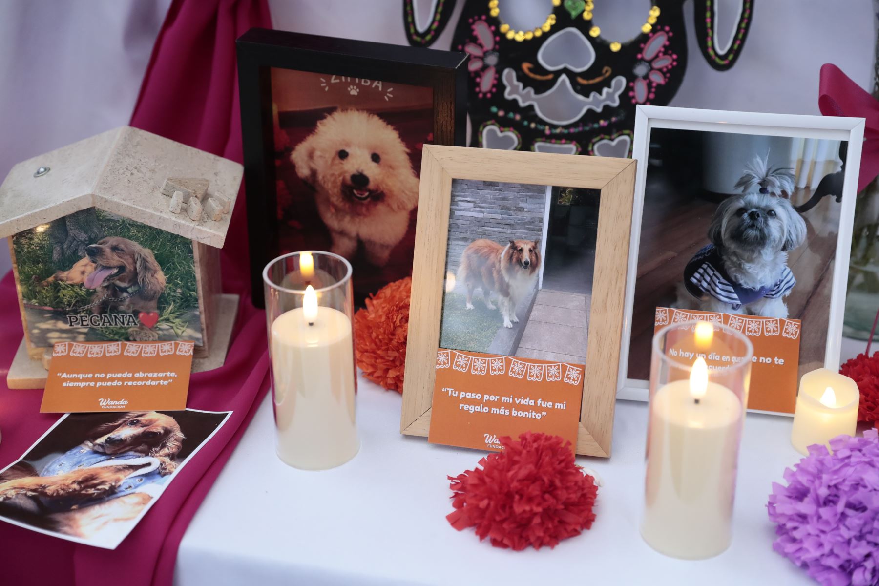 Desde la plaza de Armas de Surco, el viernes 30 de octubre de 2026 se realizó una ceremonia de homenaje póstumo a mascotas fallecidas en el distrito, en el marco de celebrarse el Día de las Mascotas Fallecidas. Vecinos acudieron a la pérgola de la plaza con fotos de sus mascotas, ramos de flores y velas. Foto: ANDINA/Daniel Bracamonte