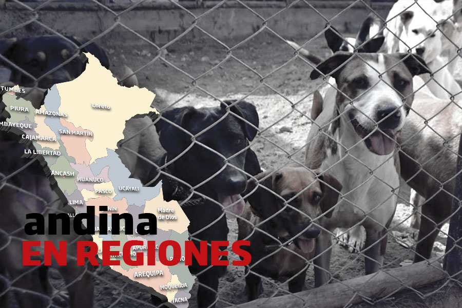 Andina en Regiones: por gripe aviar restringen venta de animales domésticos en Chimbote