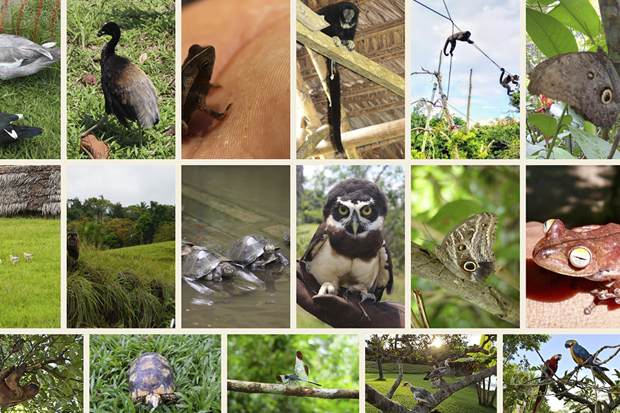 Piraña Park: el centro de rescate de fauna silvestre en Iquitos creado por un inglés