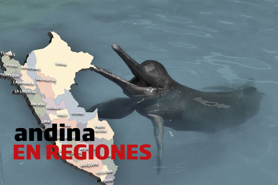 Andina en regiones: celebran 18 años de vida en cautiverio de delfín rosado en Iquitos