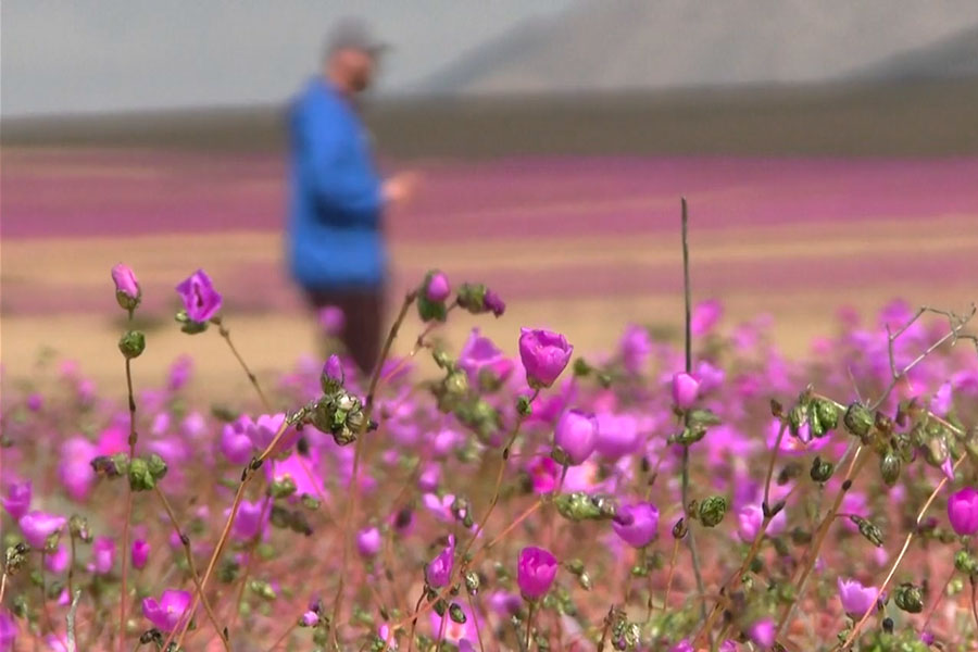 Desierto de Atacama en Chile florece después de lluvias inusuales