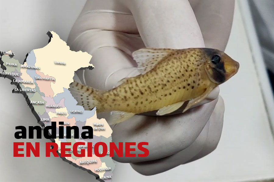 Andina en Regiones: biólogos descubren nueva especie de pez amazónico en Iquitos