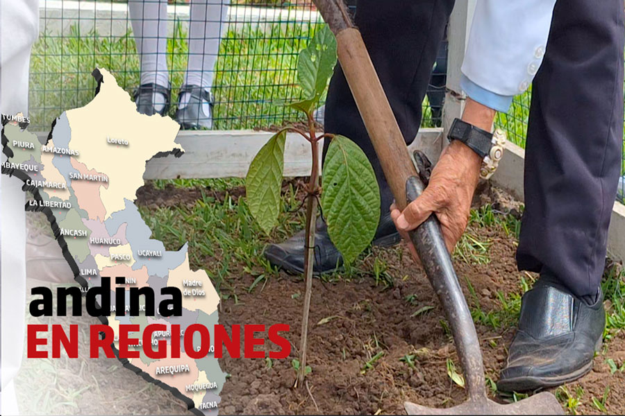 Andina en regiones: Trujillo busca récord con la siembra de ocho variedades de árbol de la quina