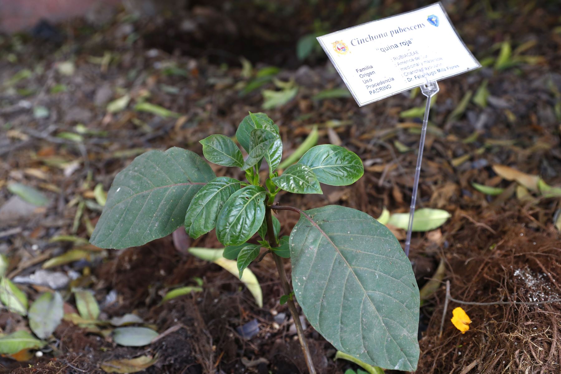 Investigadores de San Marcos cultivan 19 especies del árbol de la quina