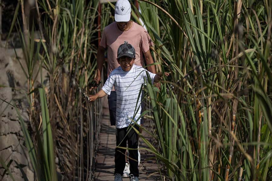 Conozca el sorprendente oasis con puente colgante y miradores en medio de S.J.L.