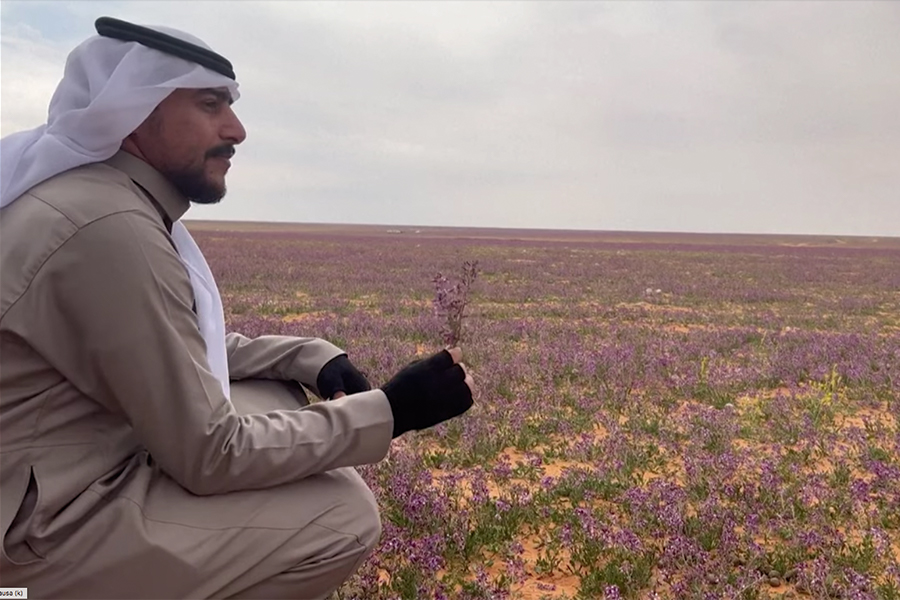 Arabia Saudita: Desierto se llena de flores moradas | Videos | Agencia  Peruana de Noticias Andina