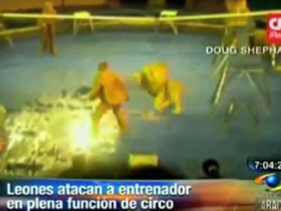 Unos leones atacan a su domador durante una función en Ucrania. Fuente: |  Videos | Agencia Peruana de Noticias Andina