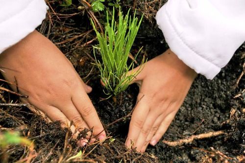 Durante la Semana Forestal Nacional se realizará una campaña de reforestación.