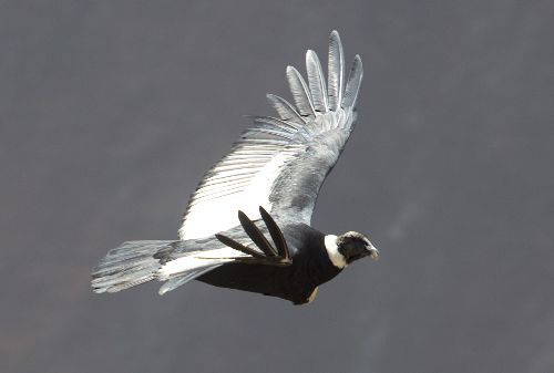 El cóndor andino es uno de los atractivos principales del valle de Colca.