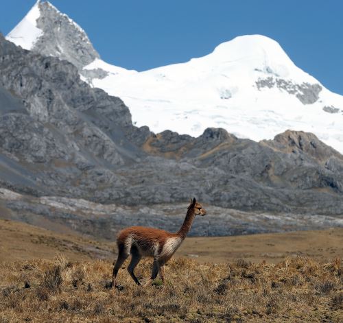 La vicuña es una especie símbolo del Perú.