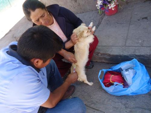 Puno es la segunda región donde se han reportado más casos de rabia canina.
