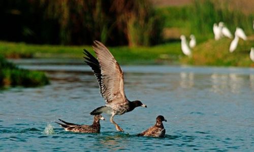 Los Pantanos de Villa es la única área natural protegida ubicada dentro de una ciudad.