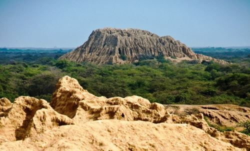 El Santuario Histórico Bosque de Pómac alberga una gran variedad de especies de flora y fauna.