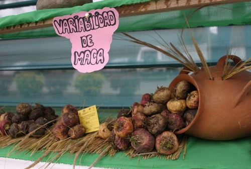 La maca es un producto originario de los Andes del Perú, su uso es de origen ancestral.