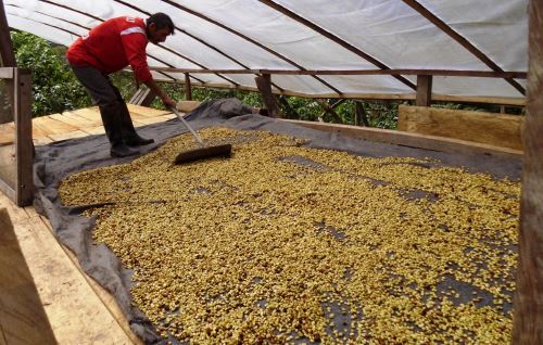 Día Del Café Peruano Así Se Cultiva Y Procesa El Café De Alta Calidad News Andina Peru