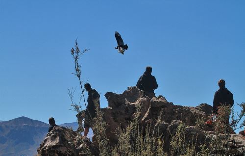 El vuelo del cóndor andino es uno de los principales atractivos del valle de Colca.