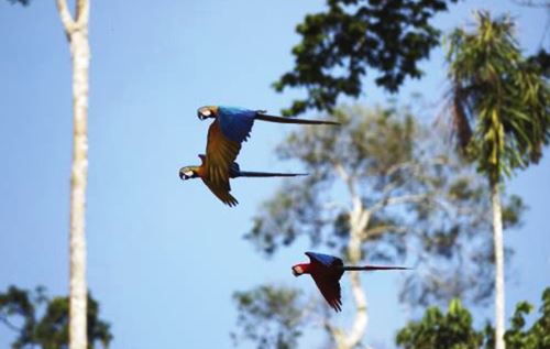 En la Reserva Nacional Tambopata destaca el espectáculo que ofrecen los guacamayos.