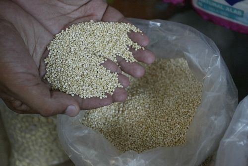 La quinua es un cereal que se cultiva desde tiempos ancestrales en los Andes peruanos.