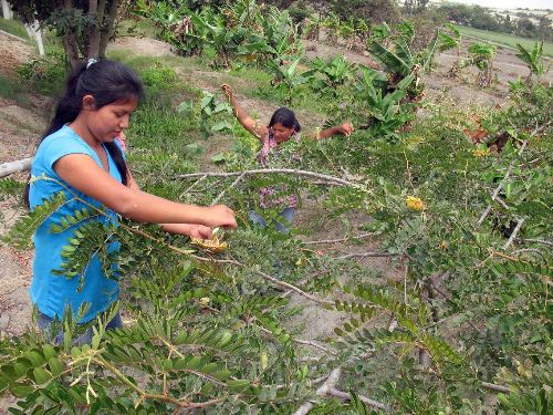 La producción de tara involucra a 45,000 familias de cinco regiones.