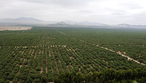 Chavimochic dedica 3,000 hectáreas para el cultivo de arándano de exportación.